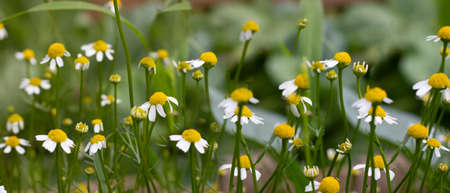 Small white wild camomiles growing up with green leaves, Long horizontal banner. Natural background of wild flowers. Selective focus. Medical plan for making tea and remedy. Herb for health.の写真素材