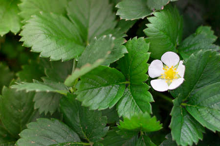 White strawberry flowers blooming in summer surrounded with green leaves. Horizontal with copy space. Plants and gardening.の写真素材