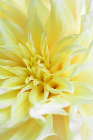 Tender Yellow Kelvin Floodlight Dahlia with long triangle petals. Close up photo for wallpaper or postcart. Beautiful flower background. Vertical. Selective focus.の写真素材