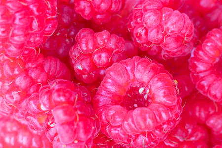 Closeup of ripe bright raspberries with many red berries. Horizontal macro shot. Fresh sweet ingredient for desserts, tarts and pies. Food background Organic agriculture.の写真素材