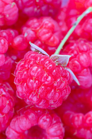 Closeup of one red ripe bright raspberry with peduncle on the background of many berries. Vertical...