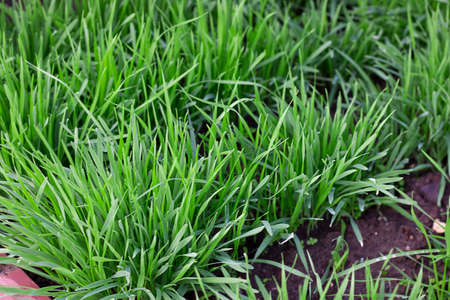 Diagonal rows of fresh gramineous plants, right lines of green grass in garden or on the fiels. Horizontal. Nature, Gardening and agriculture background.の写真素材