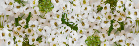 Flowers wall with white buds of alissum. Close-up. Background. Long horizontal banner.の写真素材