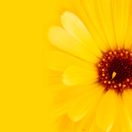 Half of Pot Marigold on yellow background. Calendula officinalis close up. Selective focus. Flower background. Medical herb, often used in gardens, edible add color to salad, dish as a garnish. Macro.の写真素材
