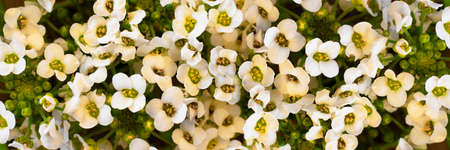 Flowers wall with white buds of alissum. Close-up. Background. Long horizontal banner. Selective focusの写真素材