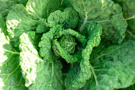 Green Cabbage head with rain drops, top view. Vegetable field in autumn. Leaves on garden beds. Natural background with rape edible plant in open ground. Horizontal.の写真素材
