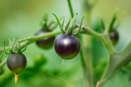 Black Tomato, Indigo Rose, Ripening on green brancj in garden. Unusual color of vegetables....