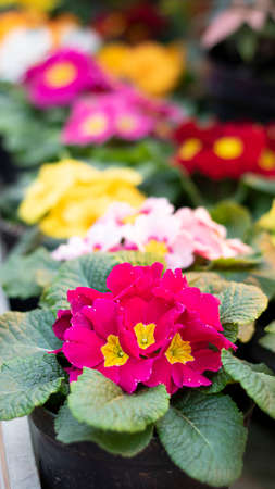 Bright purple Primrose with yellow center on the background of dozen bright flowers in garden. Primula Vulgaris blossom. Selective focus. Spring Vertical postcard with copy spaceの写真素材