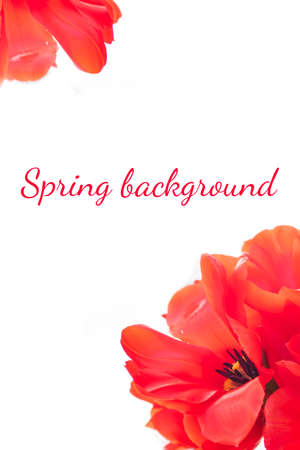 Bright orange red tulips darwiorange cultivar on edges of vertical postcard, opened flowers isolate on white with text: spring background. Womens day picture.の写真素材