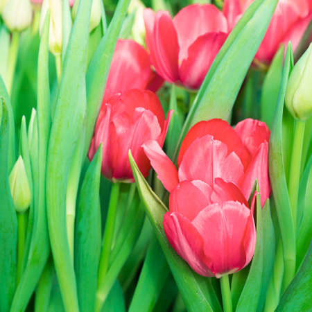 Beautiful tulip close-up, spring flowers tulips blossom in the garden, pale purple tulips. square with copy space. Selective focus on buds. Spring flower backgroundの写真素材