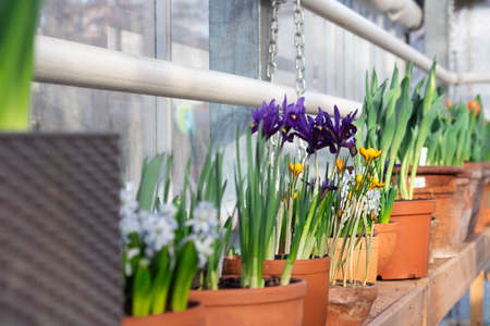 Row of Green spring flowers with opened and closed buds in brown pots. Wallpaper for spring flowers and gardening. Vertical shot. Selective focus. Glasshouse for plants.の写真素材