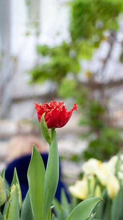 One Dark red fringed blooming tulip, Honeymoon, Selective focus on the background of garden. Spring flowers for postcard wallpaper, decoration and agriculture concept design.の写真素材