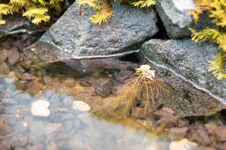 landscape design with grey stones and pond plants. Horizontal with copy space.の写真素材
