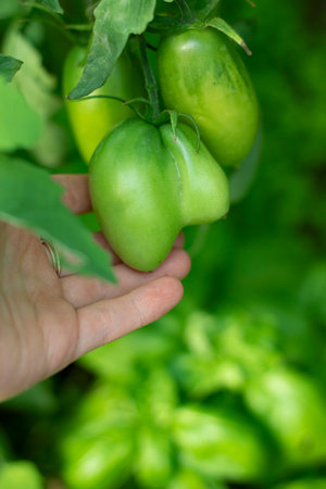Ugly tomato on branch touches with farmer hand, Unripe and misshapened double vegetable on the background of defocused garden and plants. Vertical with copy space. Ogranic agriculture concept.の写真素材