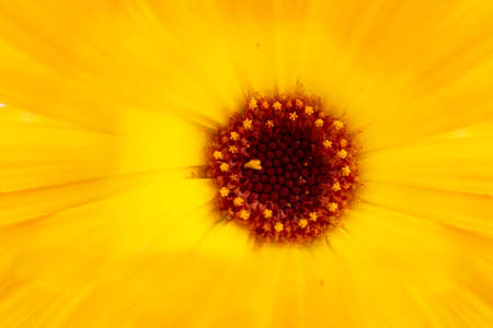 Orange flower, Pot Marigold, Calendula officinalis close up. . They are often used as herb in meducune, to add color to salads or as a garnish. Horizontal.の写真素材