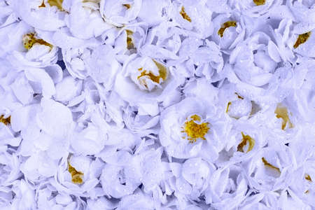 Trendy live rose wall, very peri violet flowers. Creative light violet contrast background.の写真素材