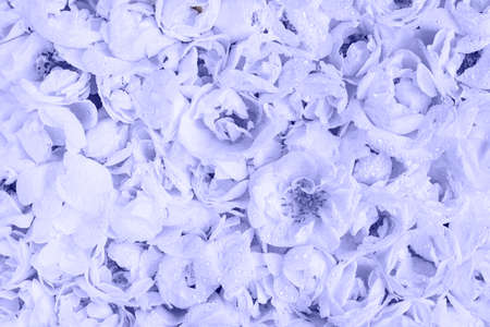 Trendy live flower wall, very peri violet toned roses. Creative light purple natural background.の写真素材