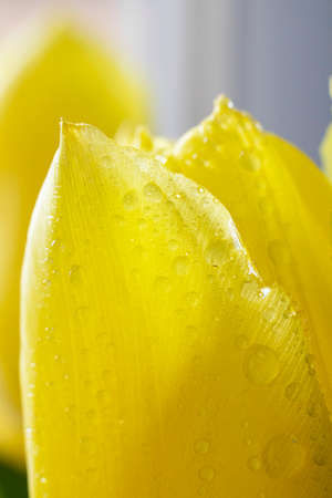 Close-up of a bright fresh yellow tulip in shallow. Bouquet of spring yellow tulips close-up.の写真素材