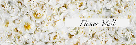 Live wall with many tender white wild roses. Long horizontal banner. Top view shot. Full bloom background for wallpaper, decoration and creative flora design. Trendy monochrome carpet of flowers.の写真素材