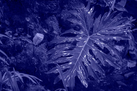 Toned with Very Peri color Caladium palm leaf with water drops on the background of defocused tropical dark forest. Horizontal. Jurassic period, Horror moodの写真素材