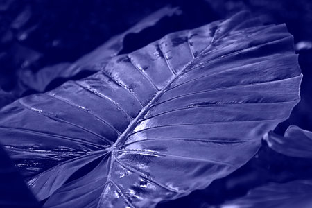 Toned with Very Peri Caladium leaf with water drops in tropical dark forest. Horizontal with horror movie.の写真素材