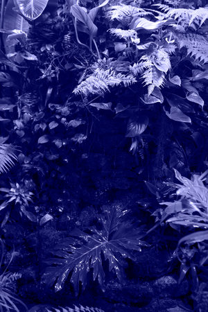 Toned with Very Peri Caladium wet palm leaf and defocused tropical dark forest around. Horizontal.の写真素材