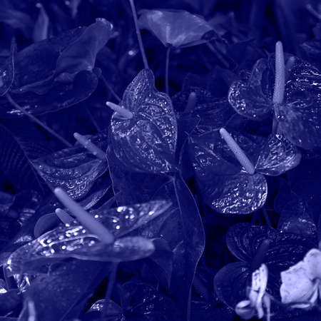 Toned with Very Peri anthurium, Flamingo lily, heart shaped flower. Dark leaves on the background of defocused plants. Horizontal. Postcard, Wallpaper.の写真素材