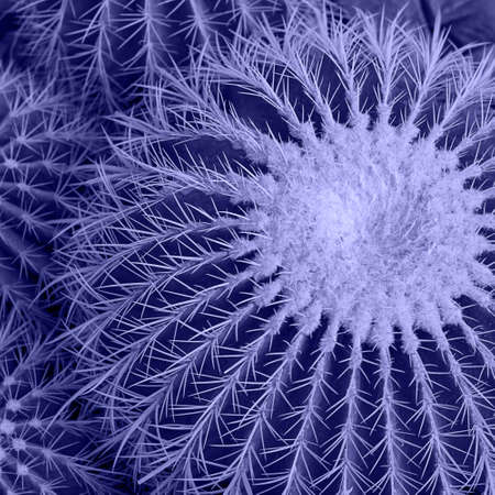 Toned with Very Peri color Top view of big Echinocactus, round cactus with small cacti around, Square botanical conceptの写真素材