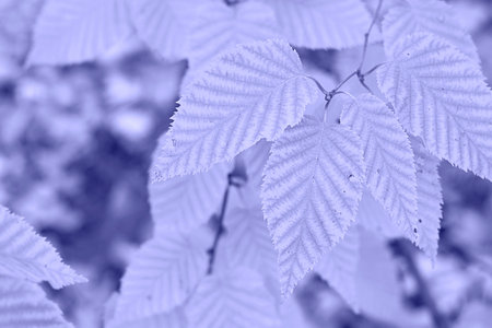 Toned with Very Peri color autumn leaves of birch on defocused garden. Abstract horizontal violet...