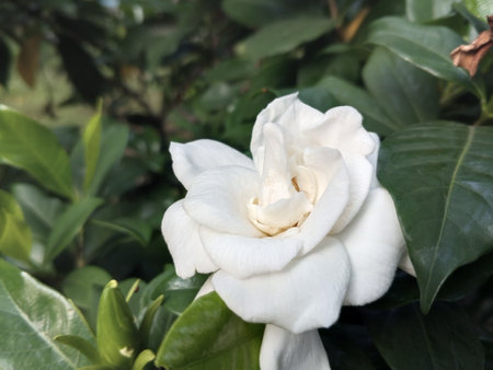 Plate glass flower q Beautiful Gardenia glass plate decorative flower plant in the gardenの写真素材