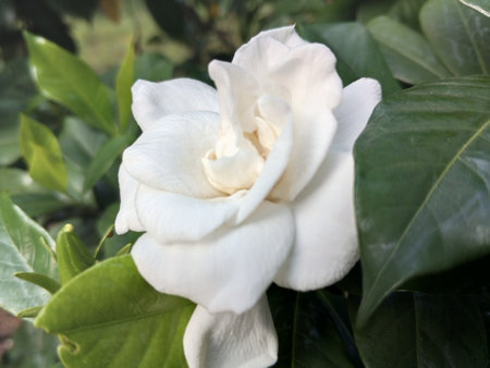Plate glass flower q Beautiful Gardenia glass plate decorative flower plant in the gardenの写真素材