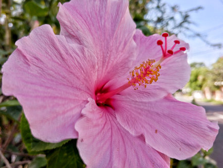 The pink hibiscus flower in full bloom is bright and beautifulの写真素材