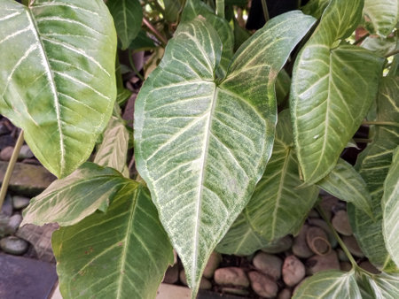 Ornamental plant Syngonium podophyllum which grows stably in tropical Asiaの写真素材