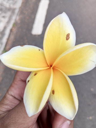 Yellow cambodia or Plumeria obtusa, which are beautifully clusteredの写真素材