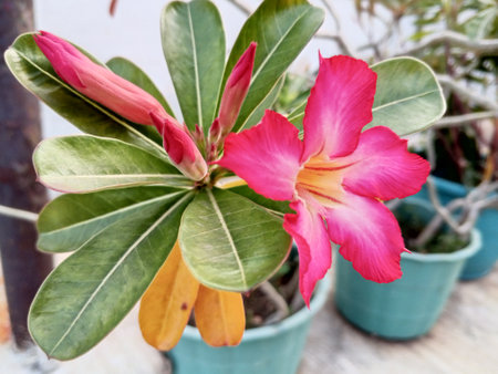 Adenium arabicum is also known as Cambodia Bali, Cambodia Japanの写真素材