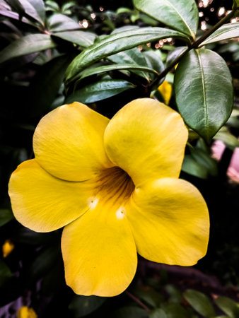 Allamanda cathartica The beautiful yellow color can also be called a trumpet flowerの写真素材