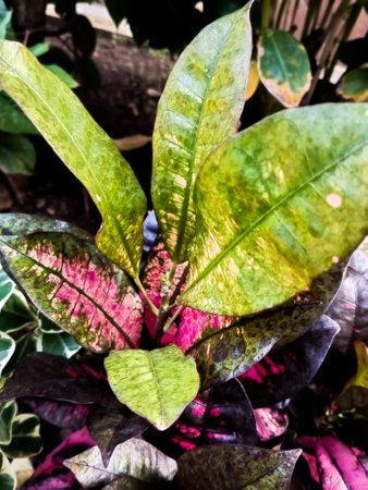 Colorful Croton Leaves ,Beautiful natural backdrop with croton plant in sunny day at tropical parkの写真素材