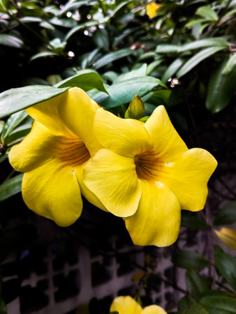 Allamanda cathartica The beautiful yellow color can also be called a trumpet flowerの写真素材