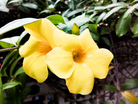 Allamanda cathartica The beautiful yellow color can also be called a trumpet flowerの写真素材