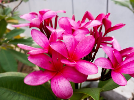 frangipani plumeria primeval beautiful pink color flowerの写真素材