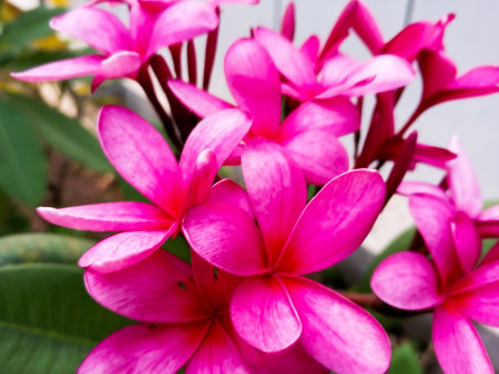 frangipani plumeria primeval beautiful pink color flowerの写真素材