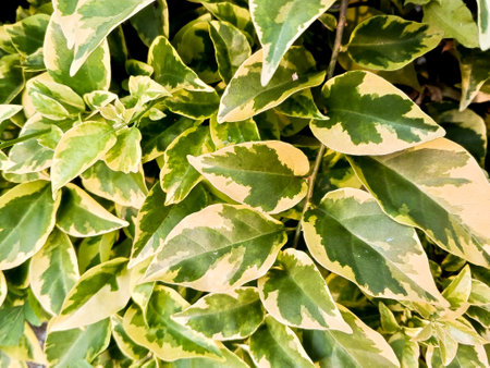 The leaves of bougenville variegata are green and yellow, forming a beautiful patternの写真素材