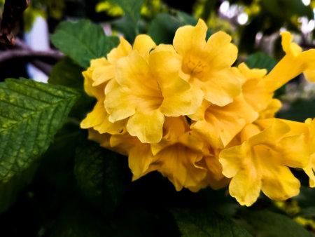 Beautiful yellow elder in garden with close upの写真素材