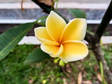 Beautiful yellow frangipani flower with single objectの写真素材