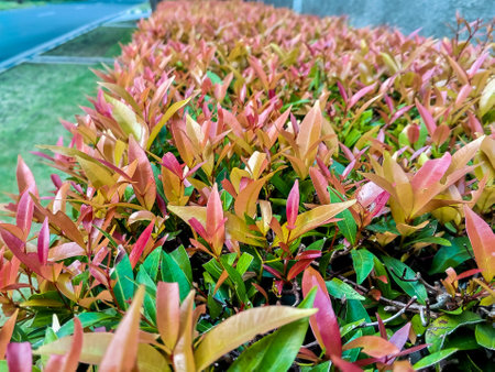Closeup of Syzygium Australe tree in morning sunlight, Brush Cherry, Creek Satinash, The beautiful oneの写真素材
