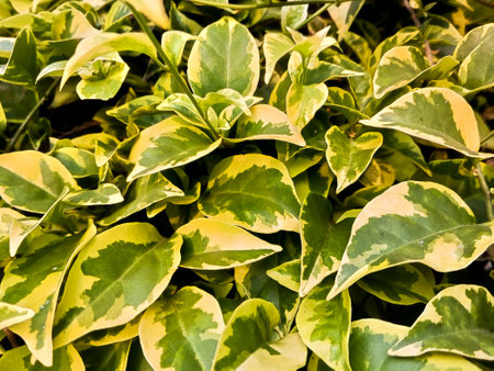 The leaves of bougenville variegata are green and yellow, forming a beautiful patternの写真素材