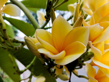 Beautiful yellow frangipani flower with single objectの写真素材