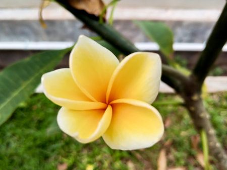 Beautiful yellow frangipani flower with single objectの写真素材