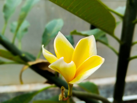 Beautiful yellow frangipani flower with single objectの写真素材