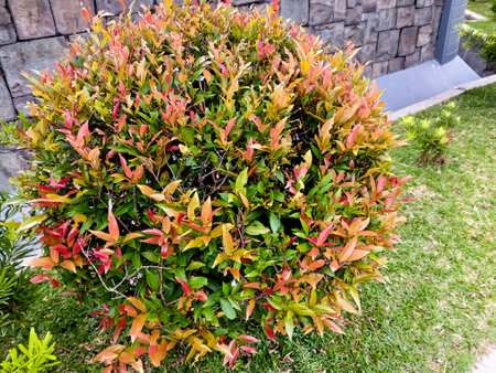 Closeup of Syzygium Australe tree in morning sunlight, Brush Cherry, Creek Satinash, The beautiful oneの写真素材